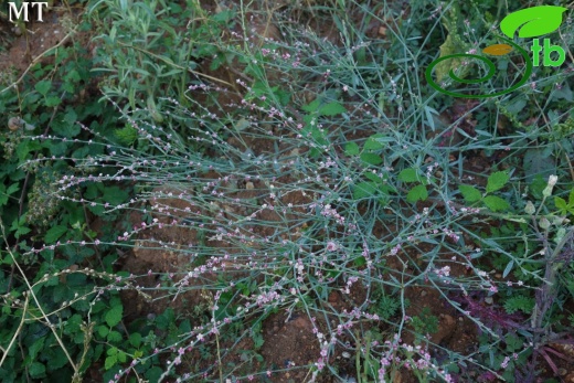 subsp. pulchellum- Istanbul