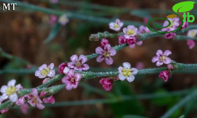 subsp. pulchellum- Istanbul