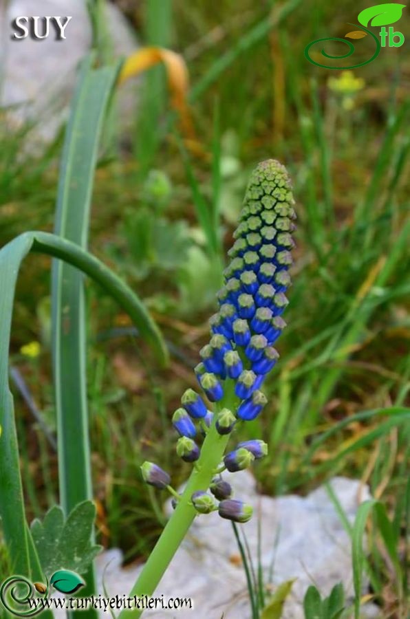 Akseki