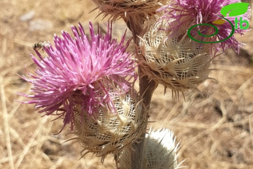 Kahramanmaraş