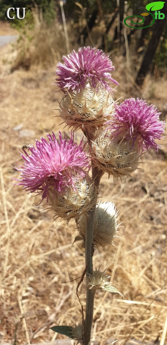 Kahramanmaraş