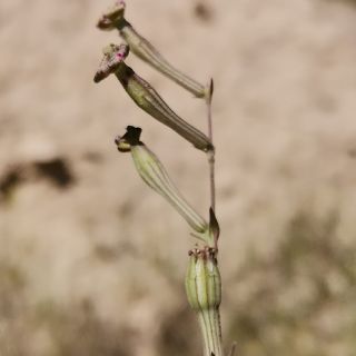 subsp. vivianii- Şanlıurfa