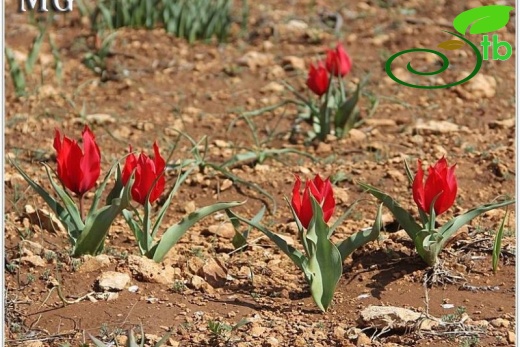 Mardin