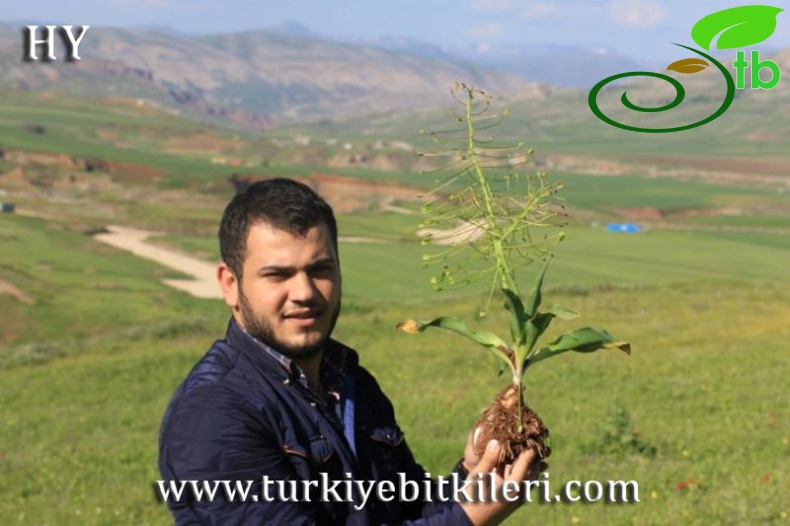 Mardin