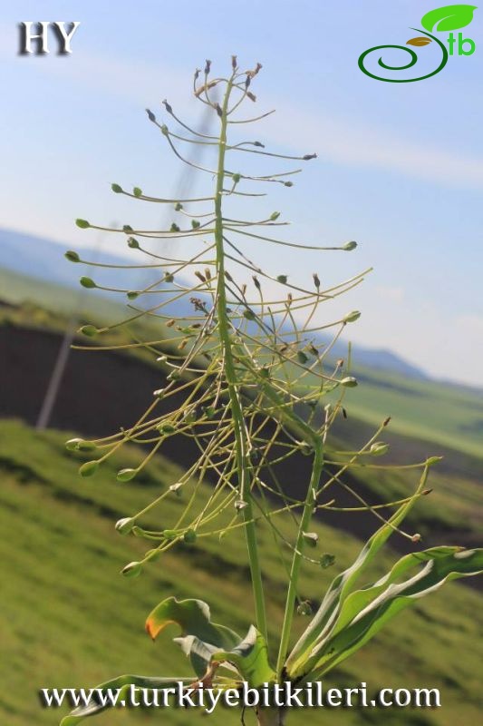 Mardin