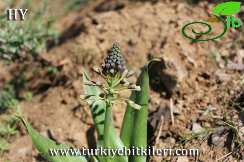 Mardin