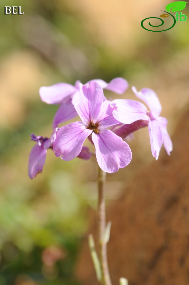 Sandras dağı