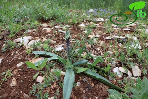 Kahramanmaraş