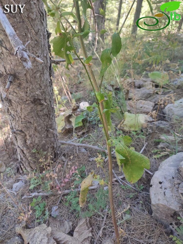 İbradı