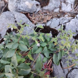 var. elatior- Akseki