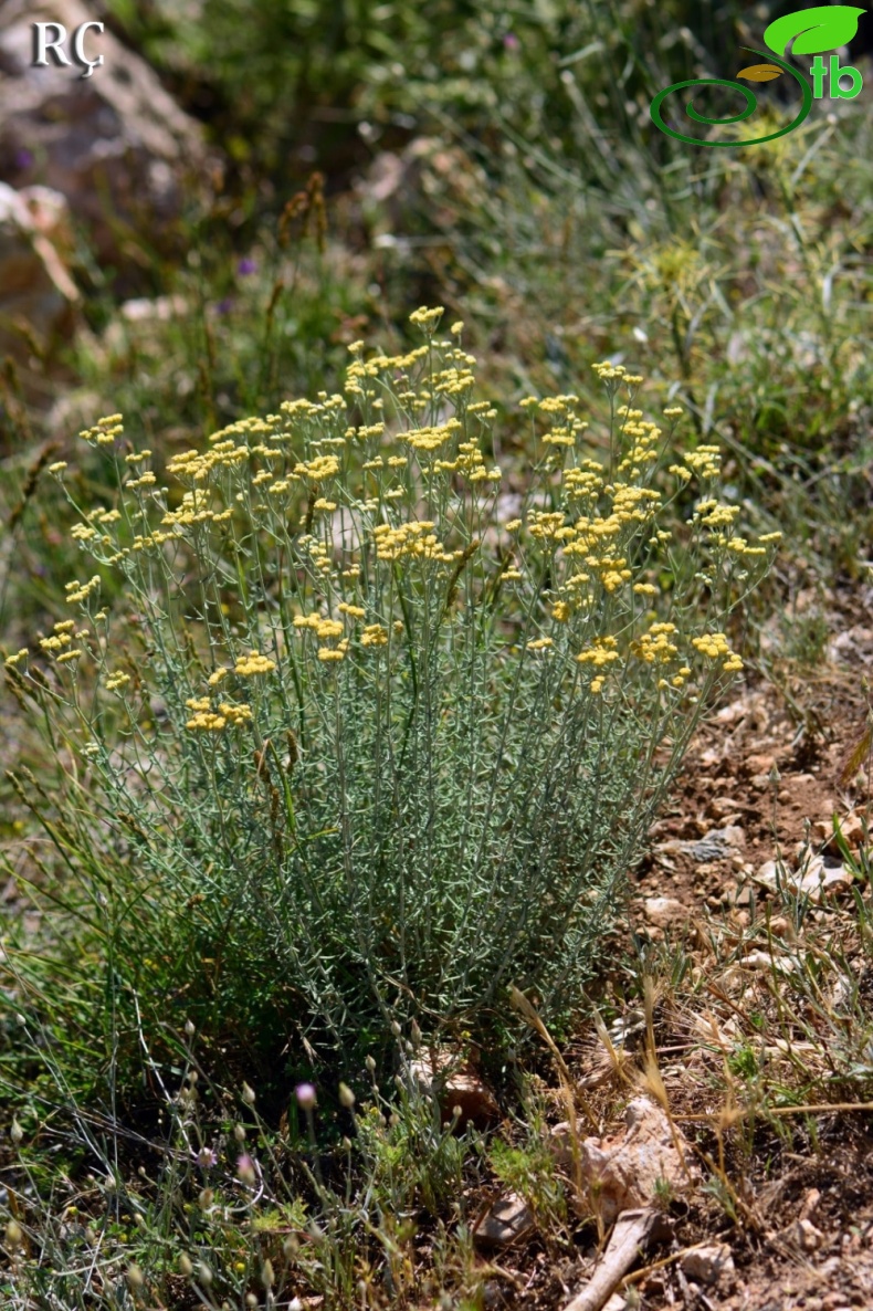 Denizli