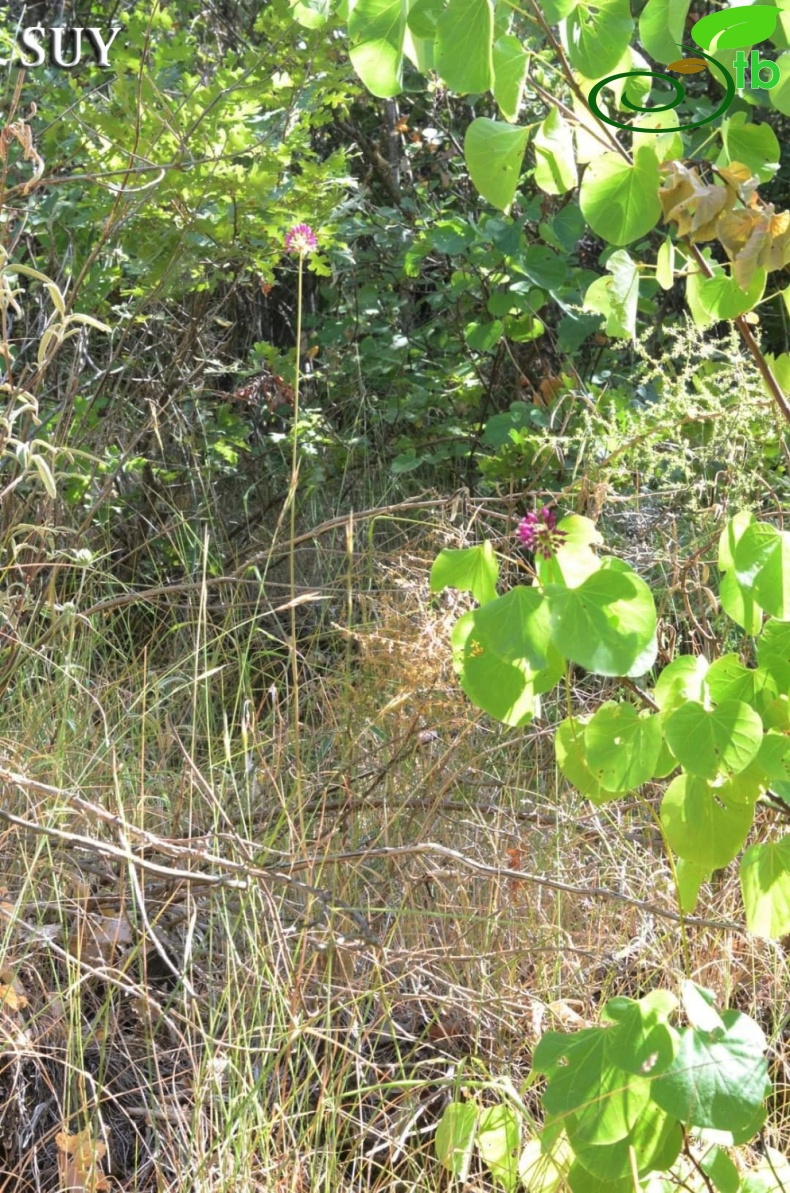 Akseki- Antalya