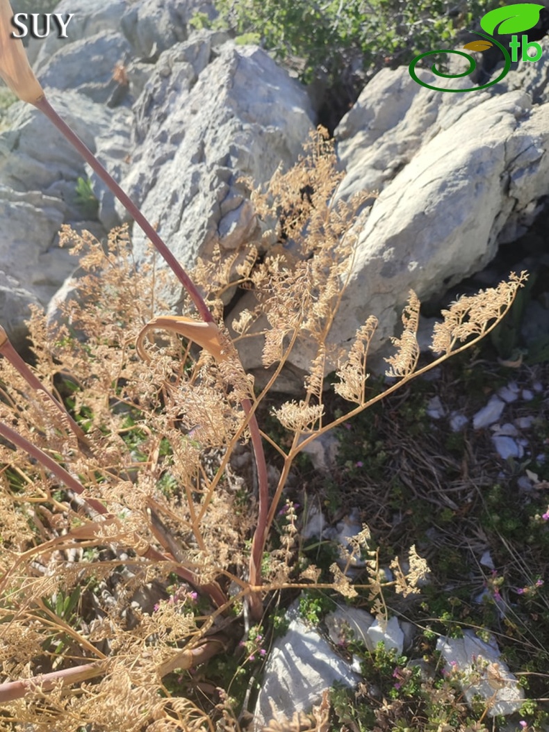 Akseki- Antalya
