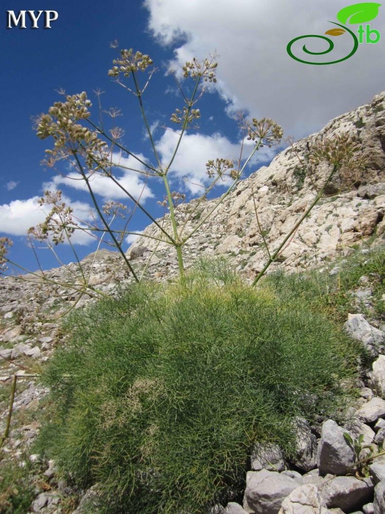 Tunceli