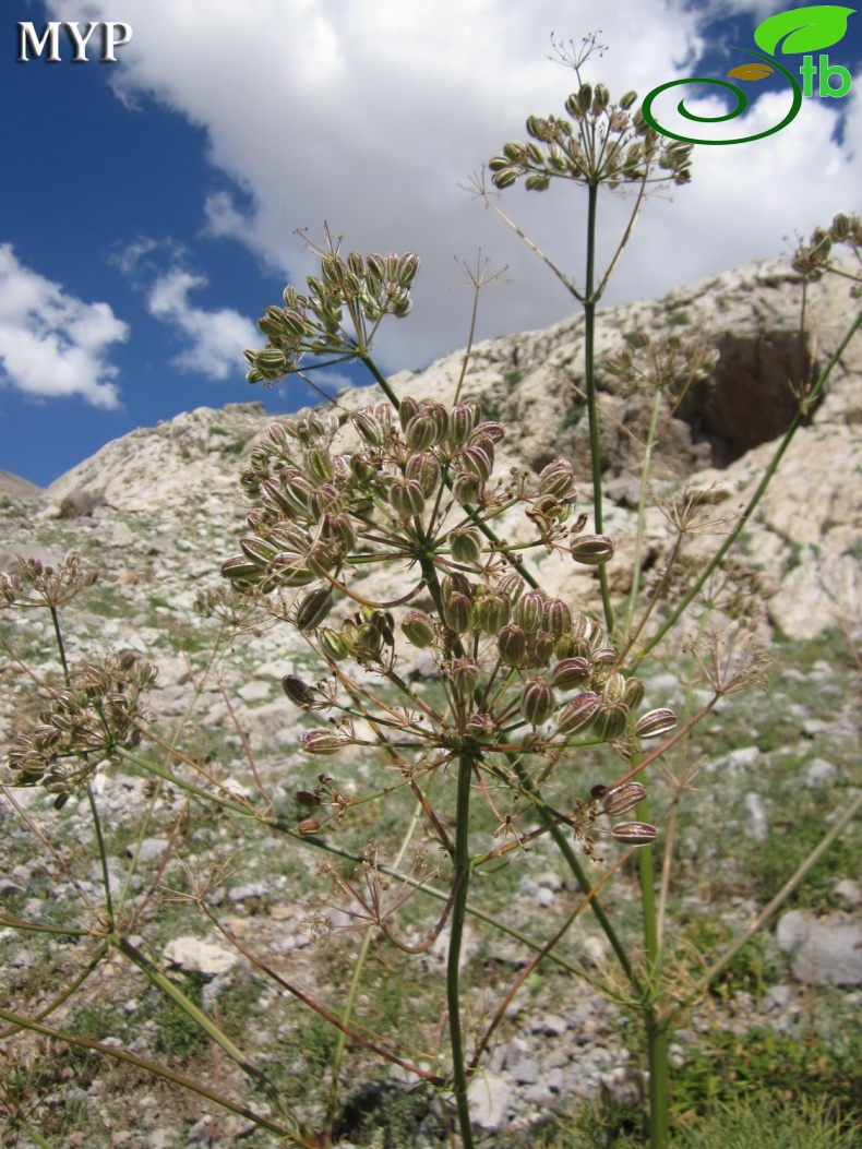 Tunceli