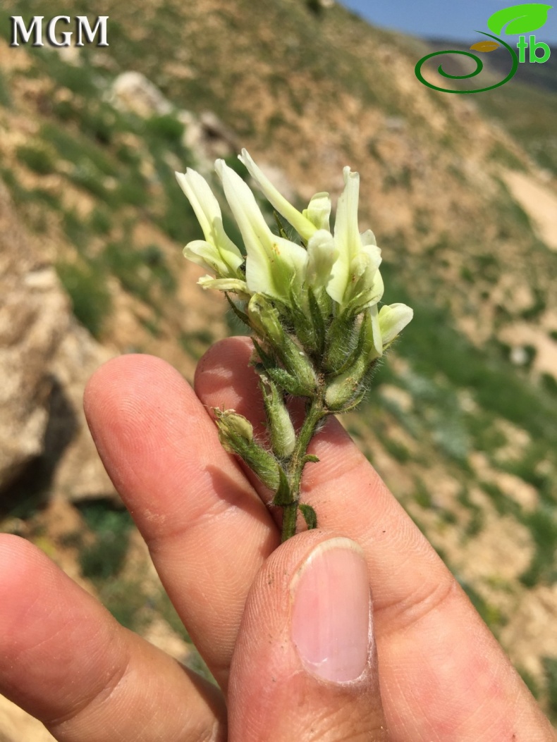 Tunceli