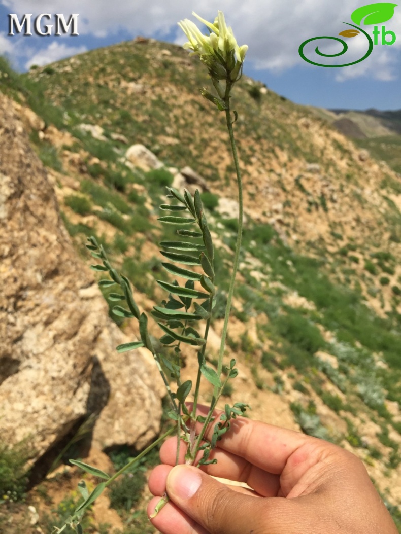 Tunceli