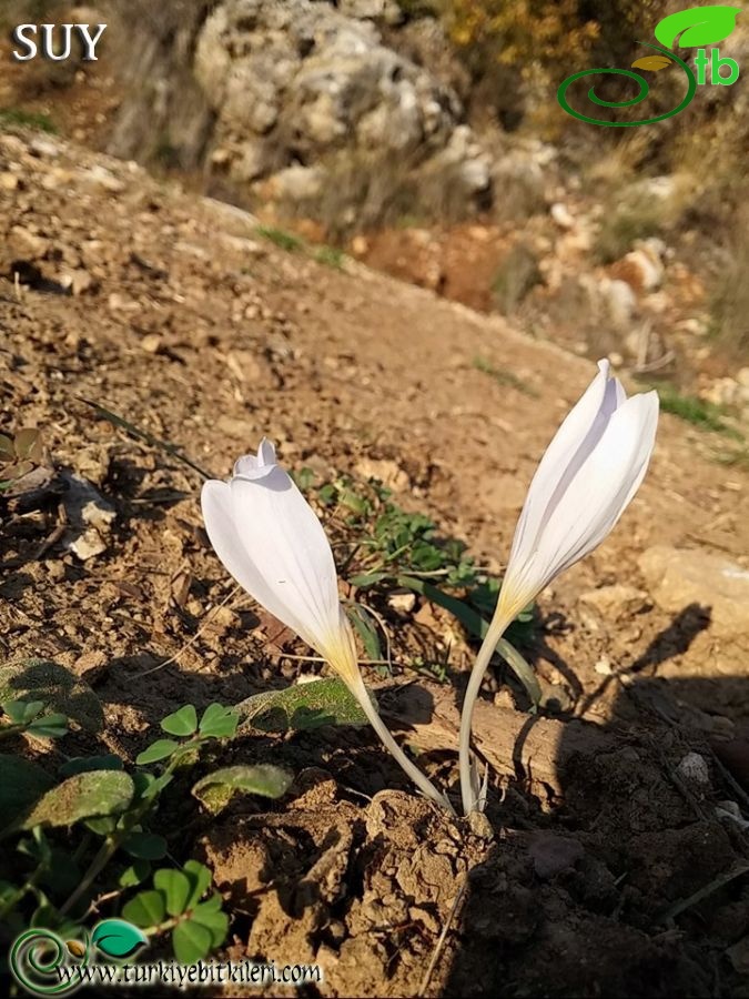 Akseki-Antalya