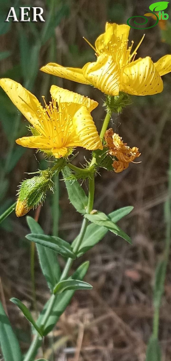 Subsp.rumeliacum- Edirne