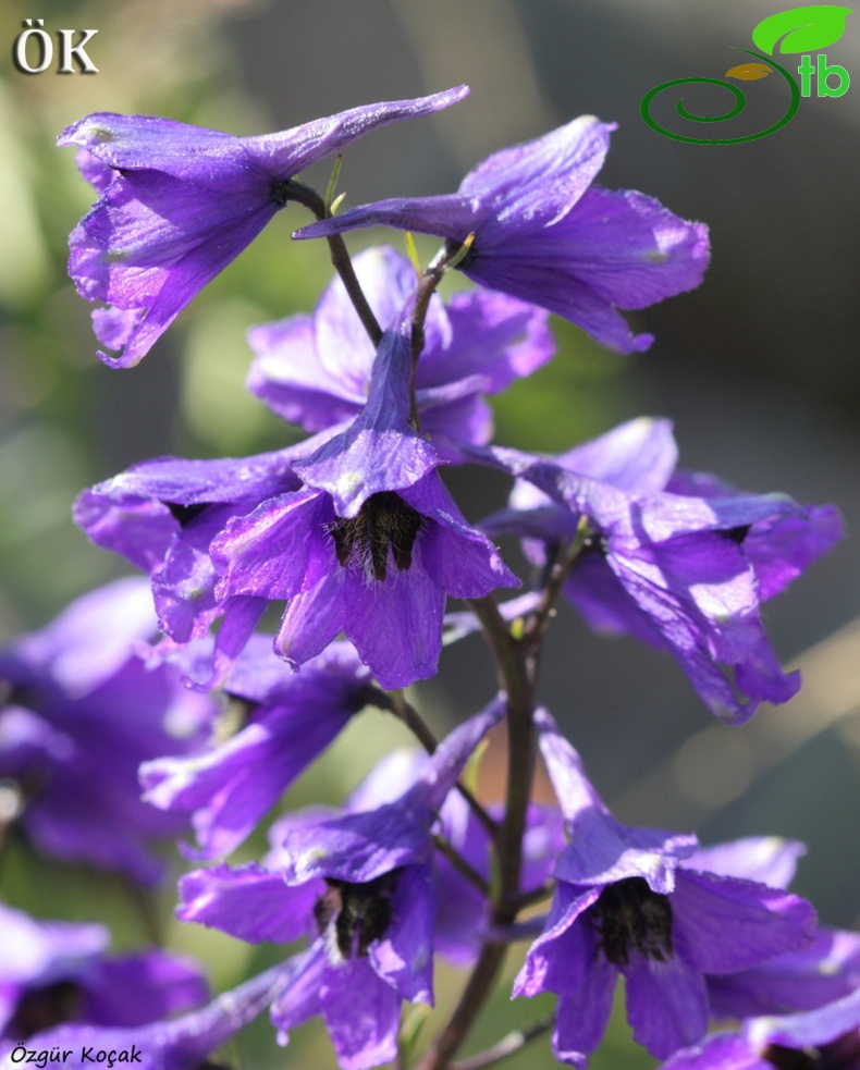 var. buschianum- Ardahan