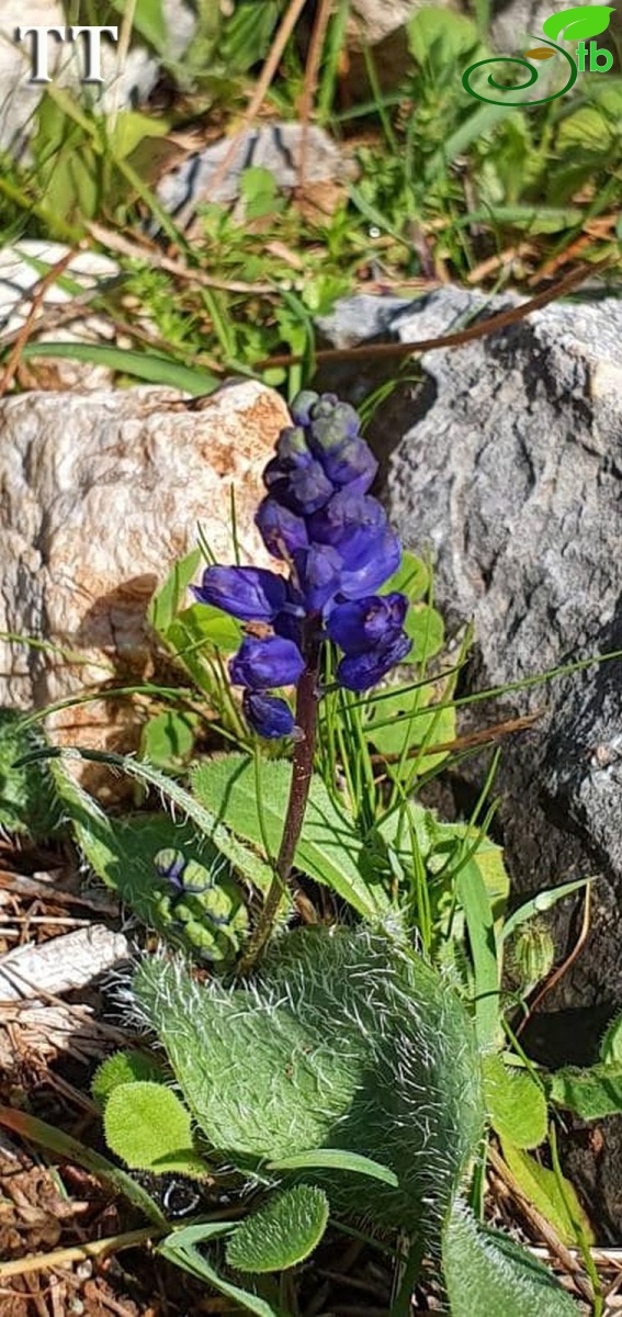 Taşucu-Mersin