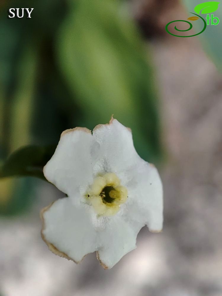 Akseki
