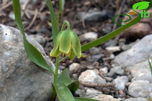 Hakkari