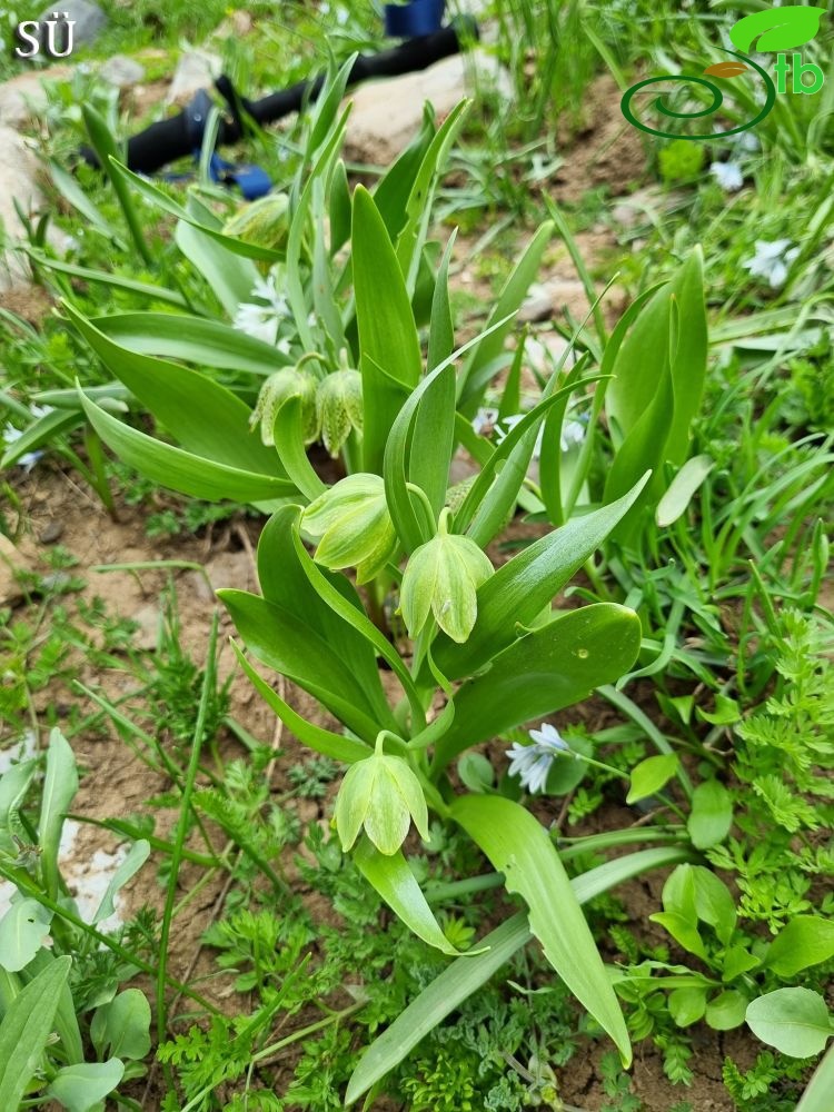 Hakkari