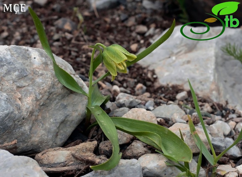 Hakkari