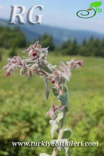 Ilgaz dağları-Kastamonu