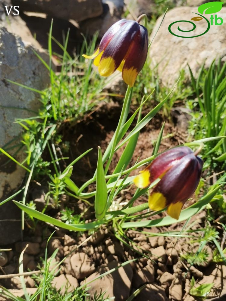 Elazığ