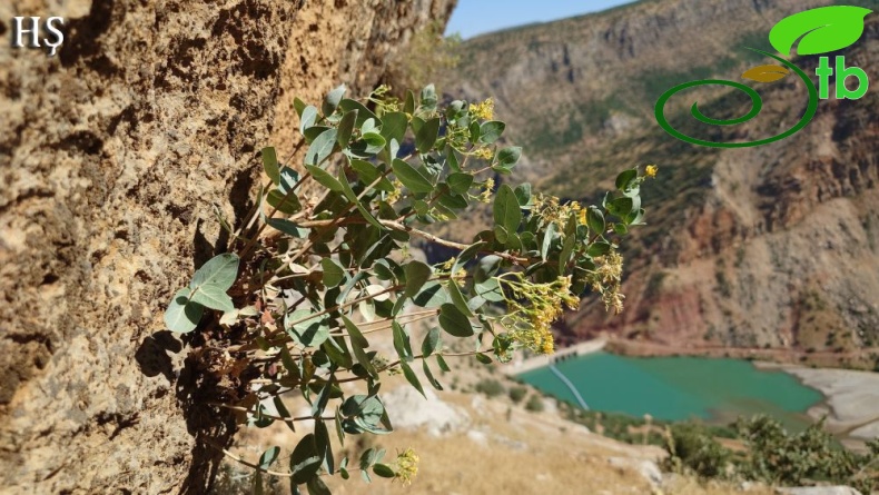 Adıyaman