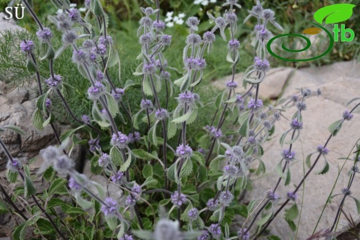 Hakkari