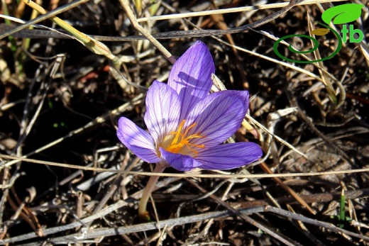 subsp. ilgazensis-Kastamonu