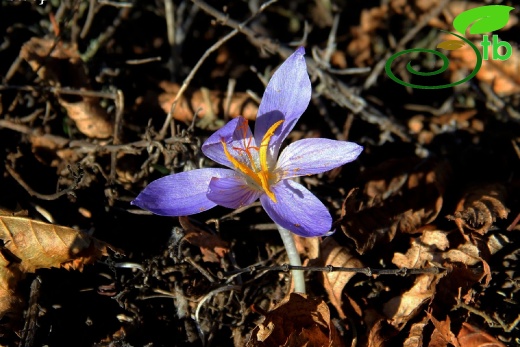 subsp. ilgazensis-Kastamonu