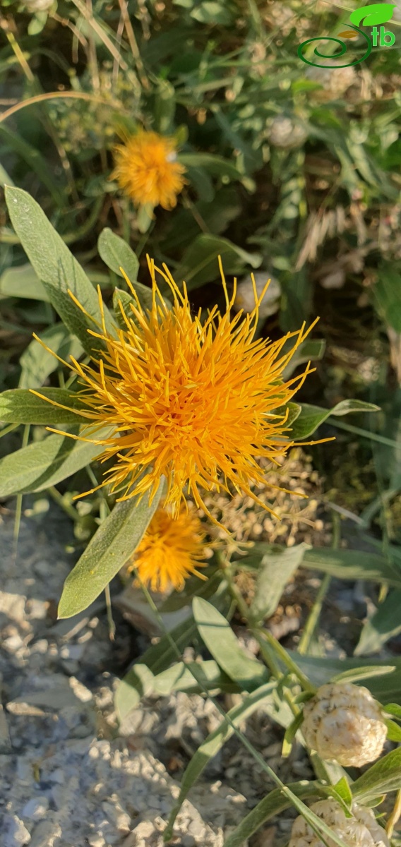 Hakkari
