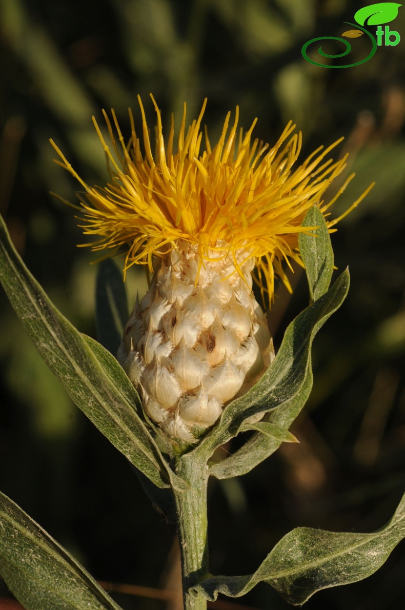 Hakkari