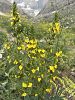 Hakkari