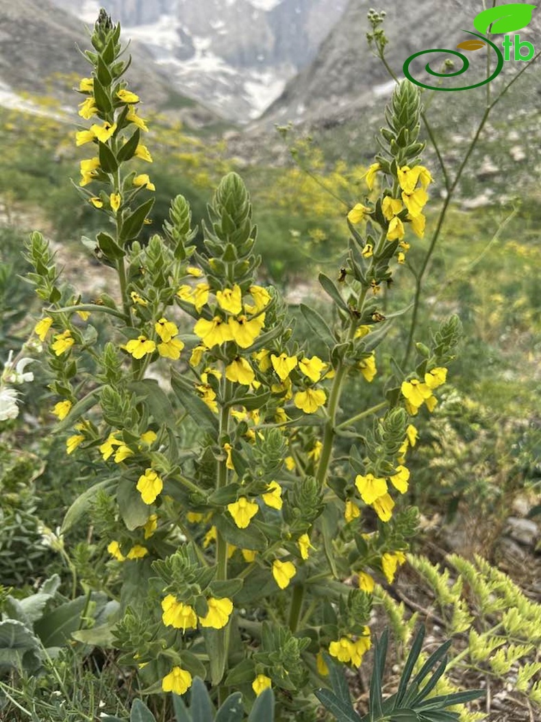 Hakkari