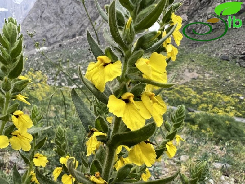 Hakkari