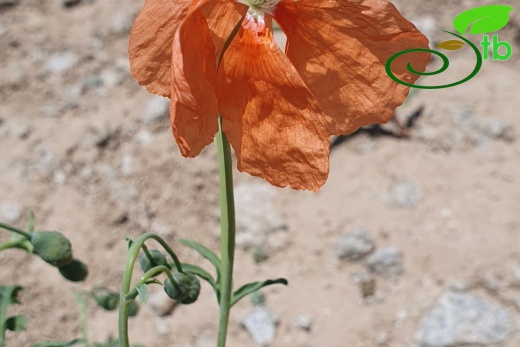 Hakkari