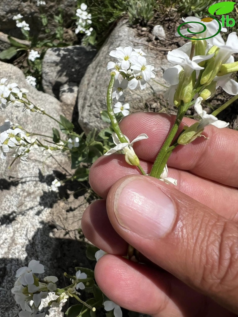 subsp. graellsiformis- Hakkari