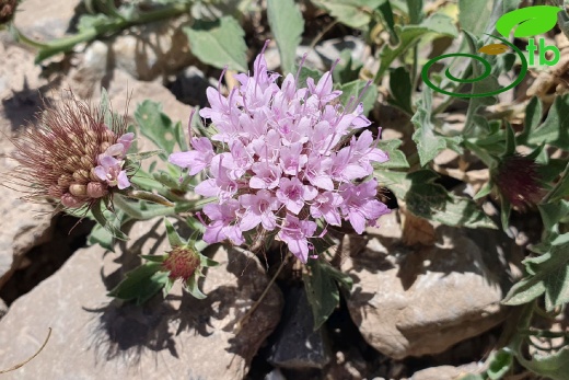 Hakkari