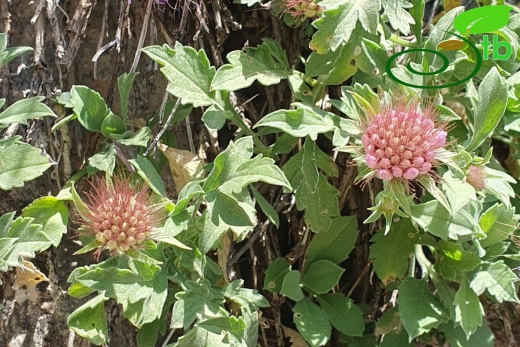 Hakkari