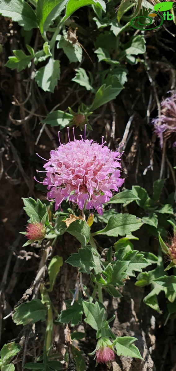 Hakkari