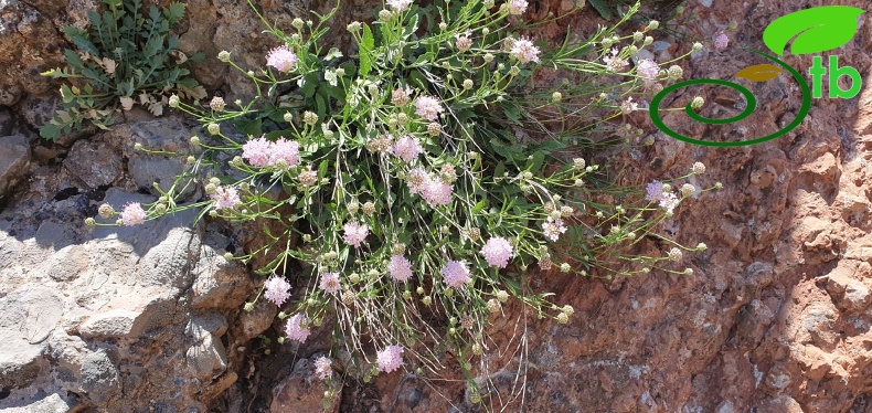 var. kurdicus- Hakkari