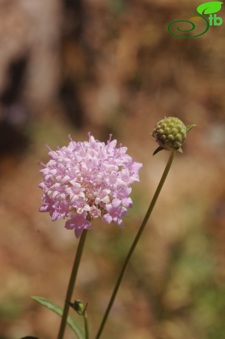 var. kurdicus- Hakkari