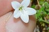 subsp. filicaulis-Kastamonu