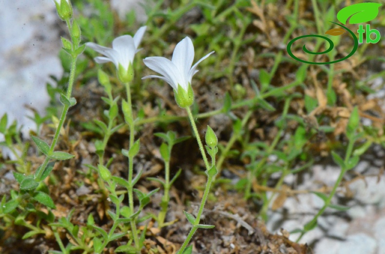 subsp. filicaulis-Kastamonu