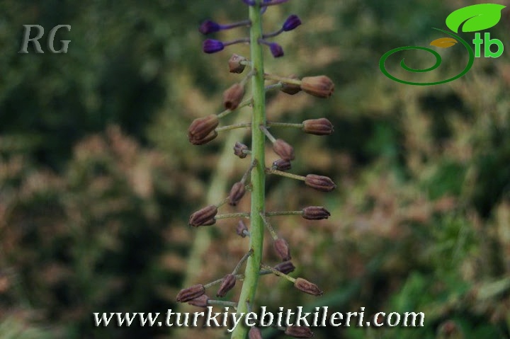 Silifke-Mersin